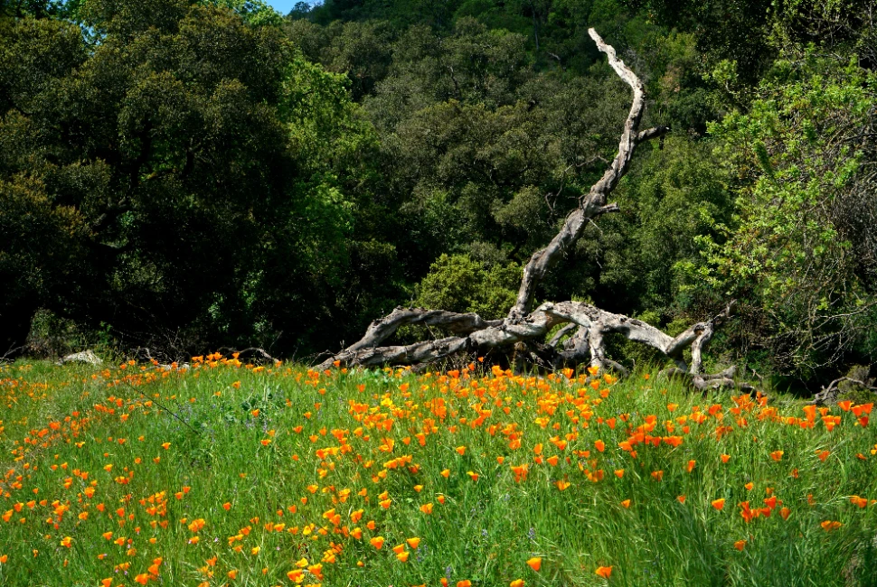 Unleashing Fun in Milpitas, CA: Exploring Attractions and Activities
